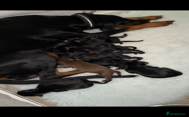 Dobermann dogs - Advert 3