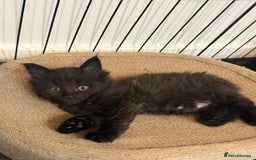 Maine Coon cats for sale:  Adorable Ragdoll x Maine Coon Kittens  - Image 4