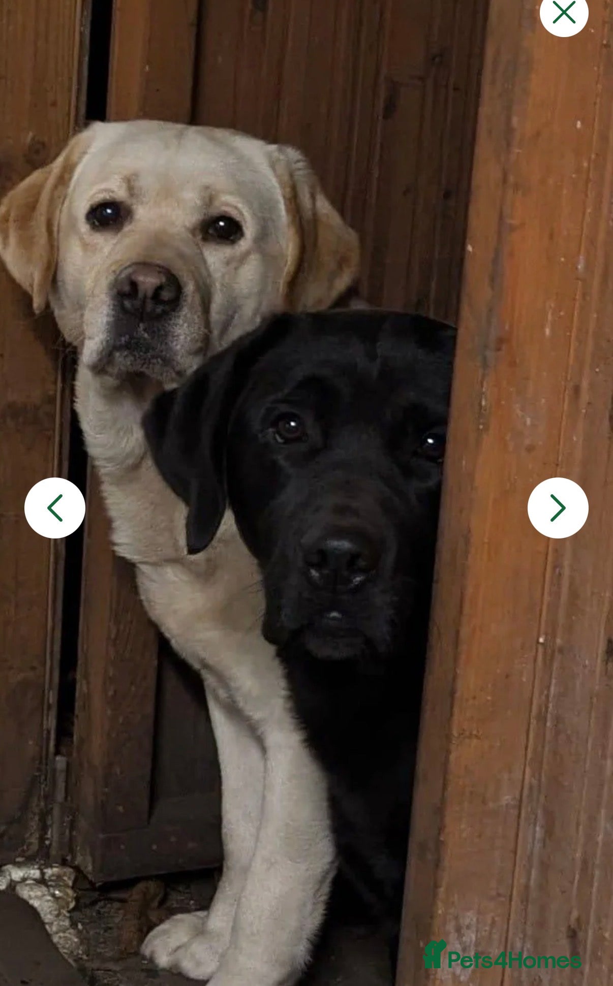 Labrador Retriever dogs KC registered puppies for sale. - Advert 2