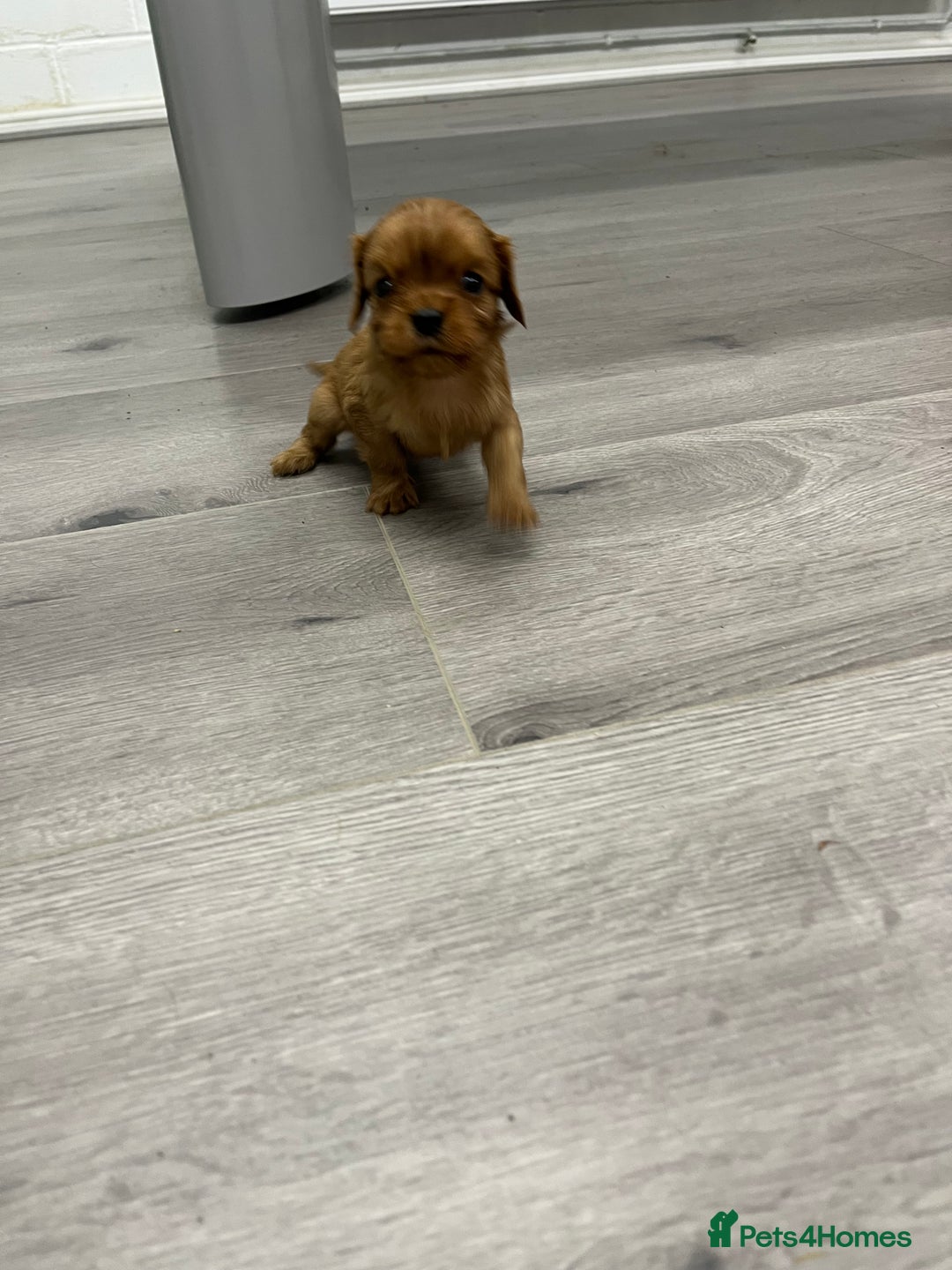 Cavalier King Charles Spaniel dogs for sale: Pure pedigree kc registered ruby cavaliers - Advert 18