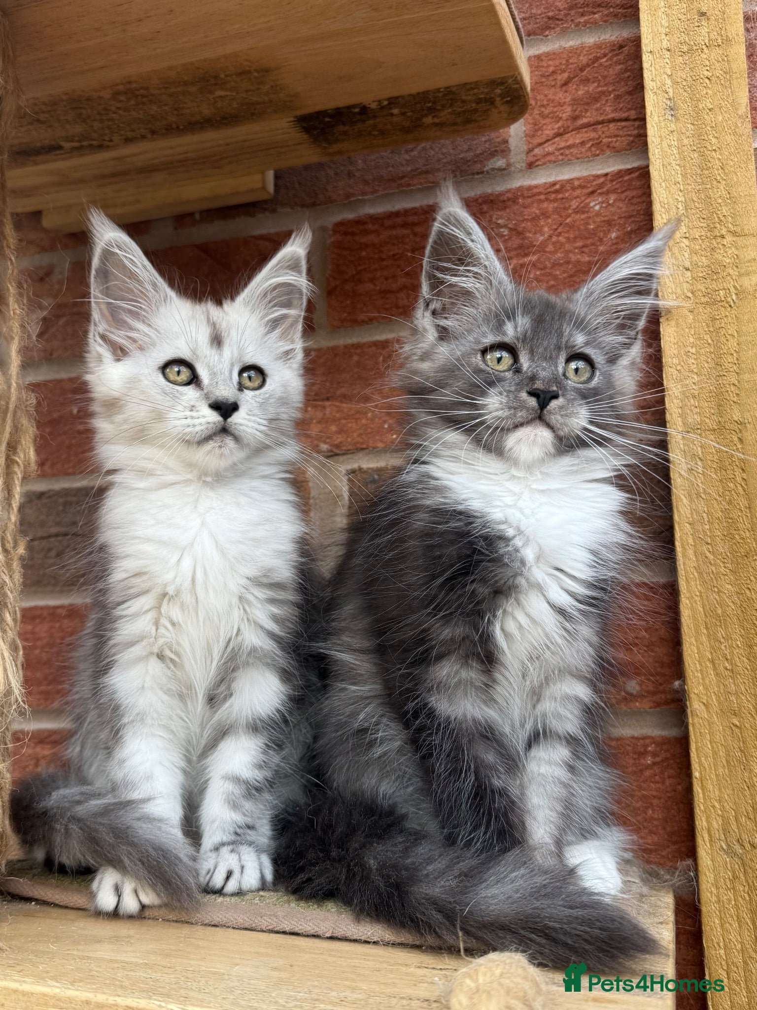 Maine Coon cats Maine coon kittens - Advert 1