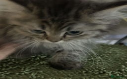 Persian cats for sale: Persian x ragoll - Image 3