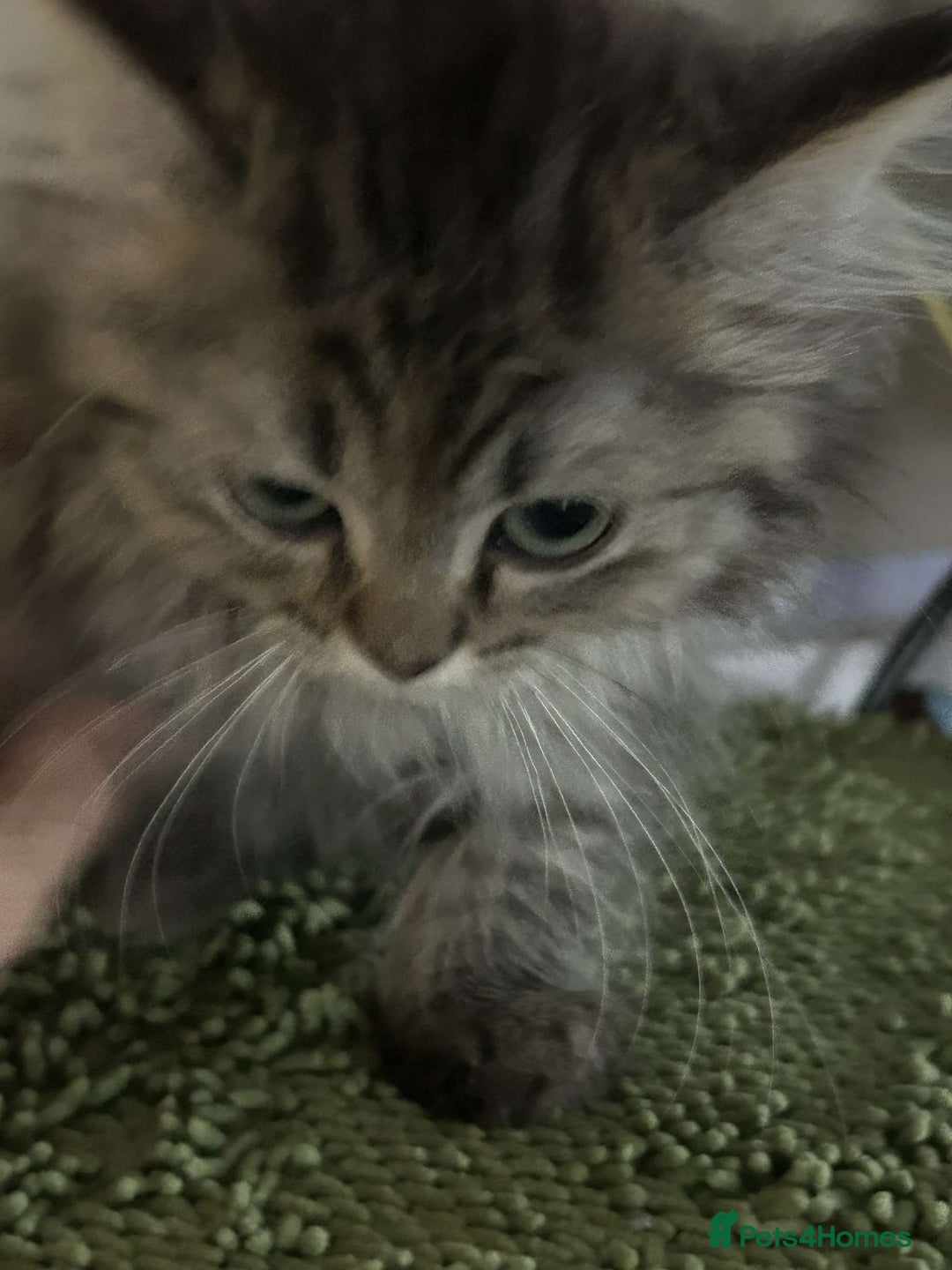 Persian cats for sale: Persian x ragoll - Image 3