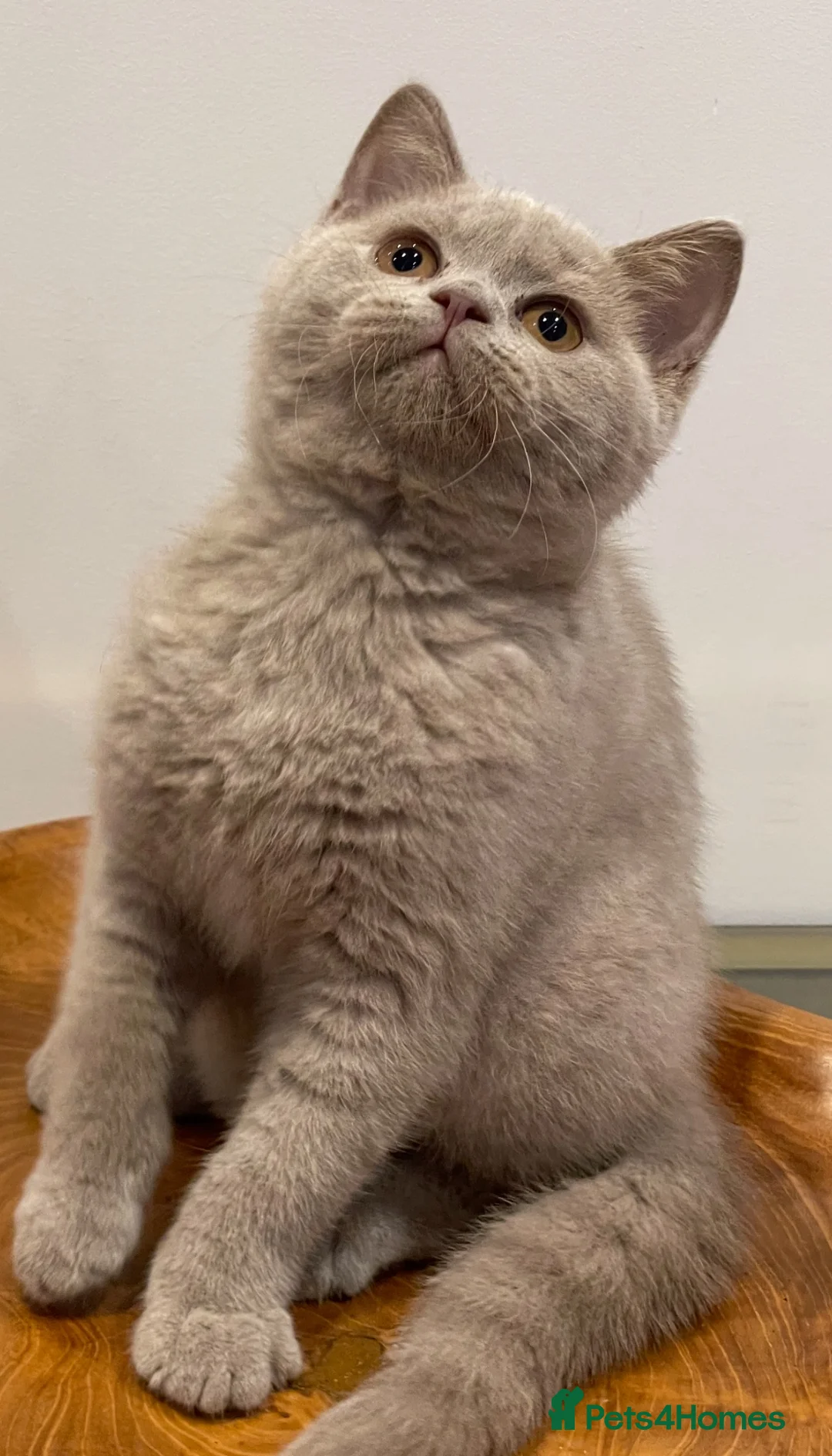 Brazilian Shorthair cats for sale: GCCF BRITISH SHORTHAIR KITTENS READY TO LEAVE NOW  - Advert 2