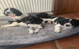 English Springer Spaniel dogs for sale: Beautiful English Springer Spaniels - Image 1