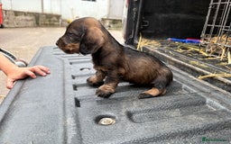 Dachshund dogs for sale: Wirehaired Dachshund (Teckel) Pups  - Image 7