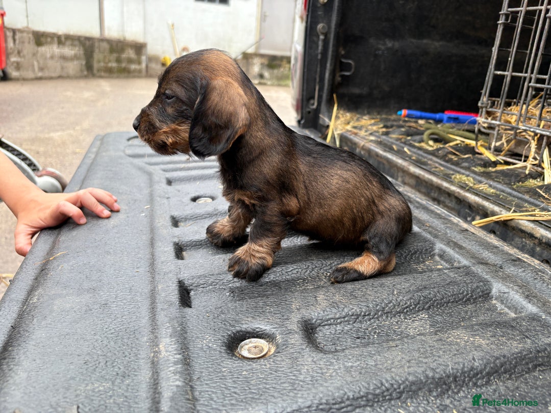 Dachshund dogs for sale: Wirehaired Dachshund (Teckel) Pups  - Image 7