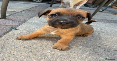 Jack Russell dogs - Advert 4