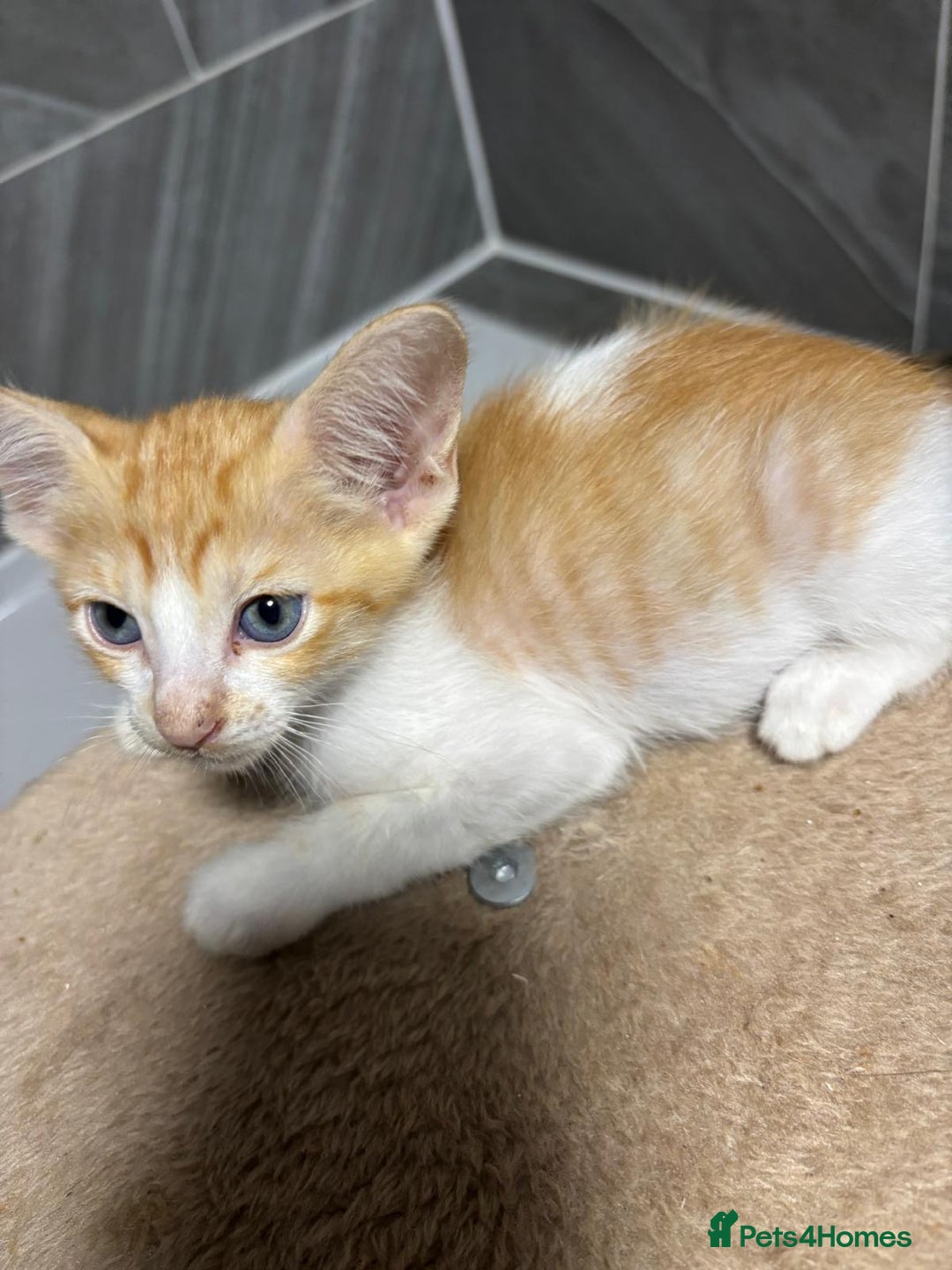 Oriental cats for sale: Gorgeous oriental kittens  - Advert 5