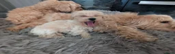 Maltipoo dogs for sale: Stunning Maltipoo puppies for loving homes - Advert 6
