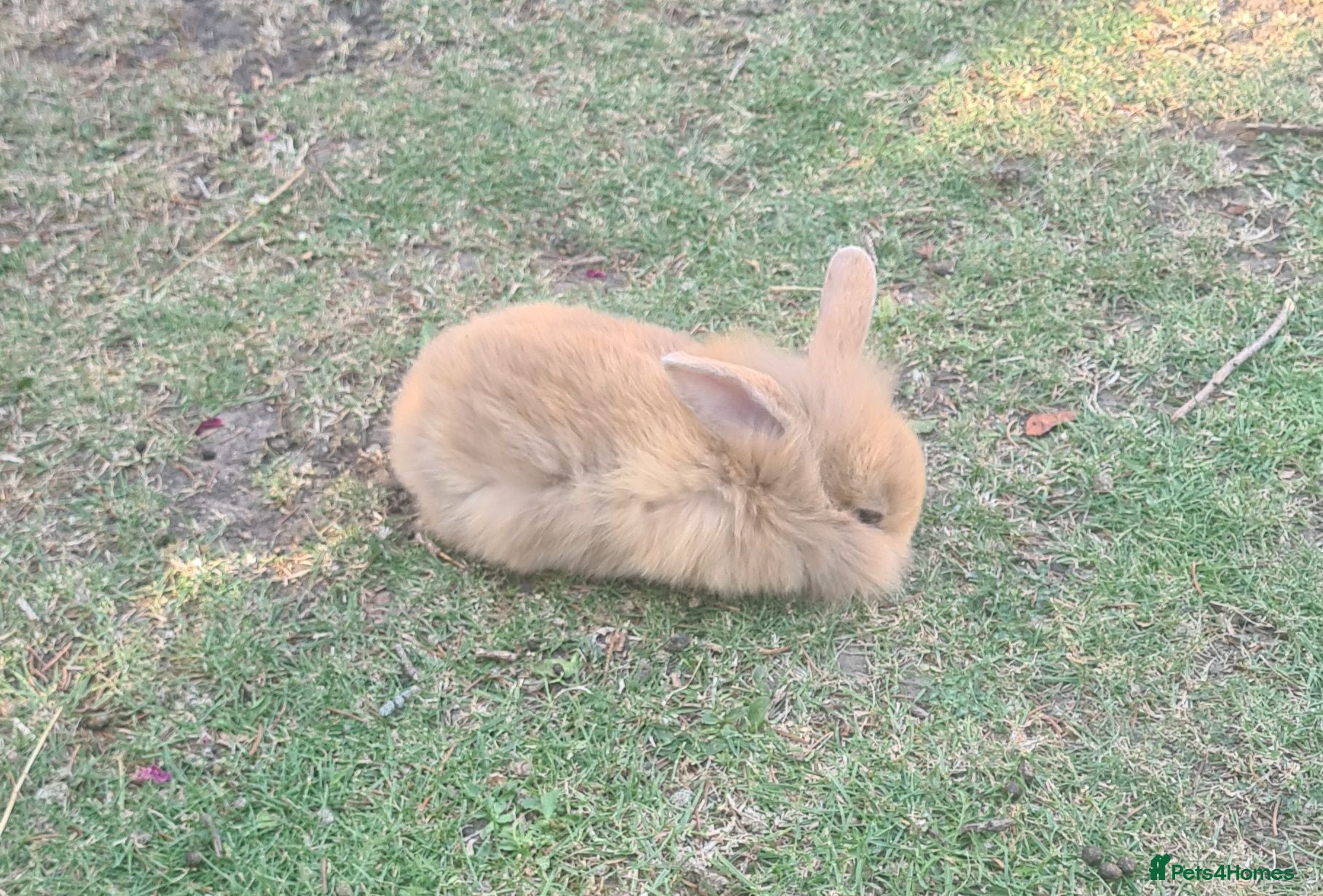 Mini Lion Lop rabbits 9 Mini Lion Lops For Sale - Advert 1