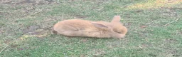 Mini Lion Lop rabbits for sale: 9 Mini Lion Lops For Sale - Advert 1