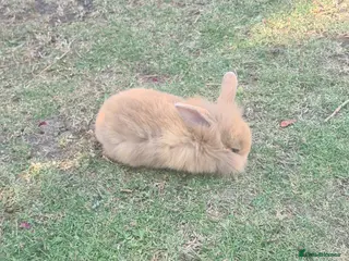 Mini Lion Lop rabbits 9 Mini Lion Lops For Sale - Advert 1
