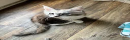 Maine Coon cats for sale: Last available kitten  - Advert 3