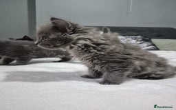 Maine Coon cats for sale: Stunning litter of maine coon kittens  - Advert 8