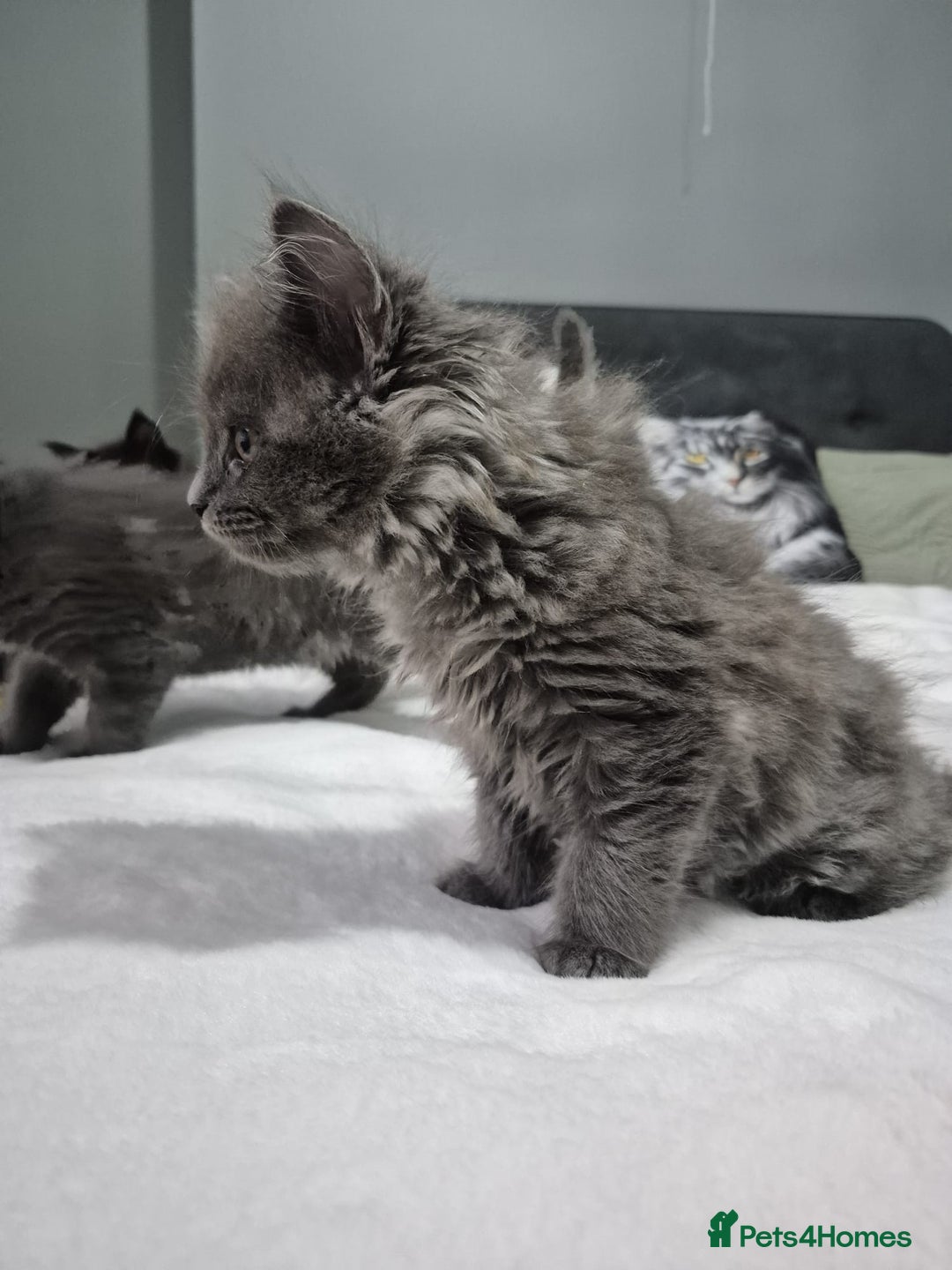 Maine Coon cats for sale: Stunning litter of maine coon kittens  - Advert 8