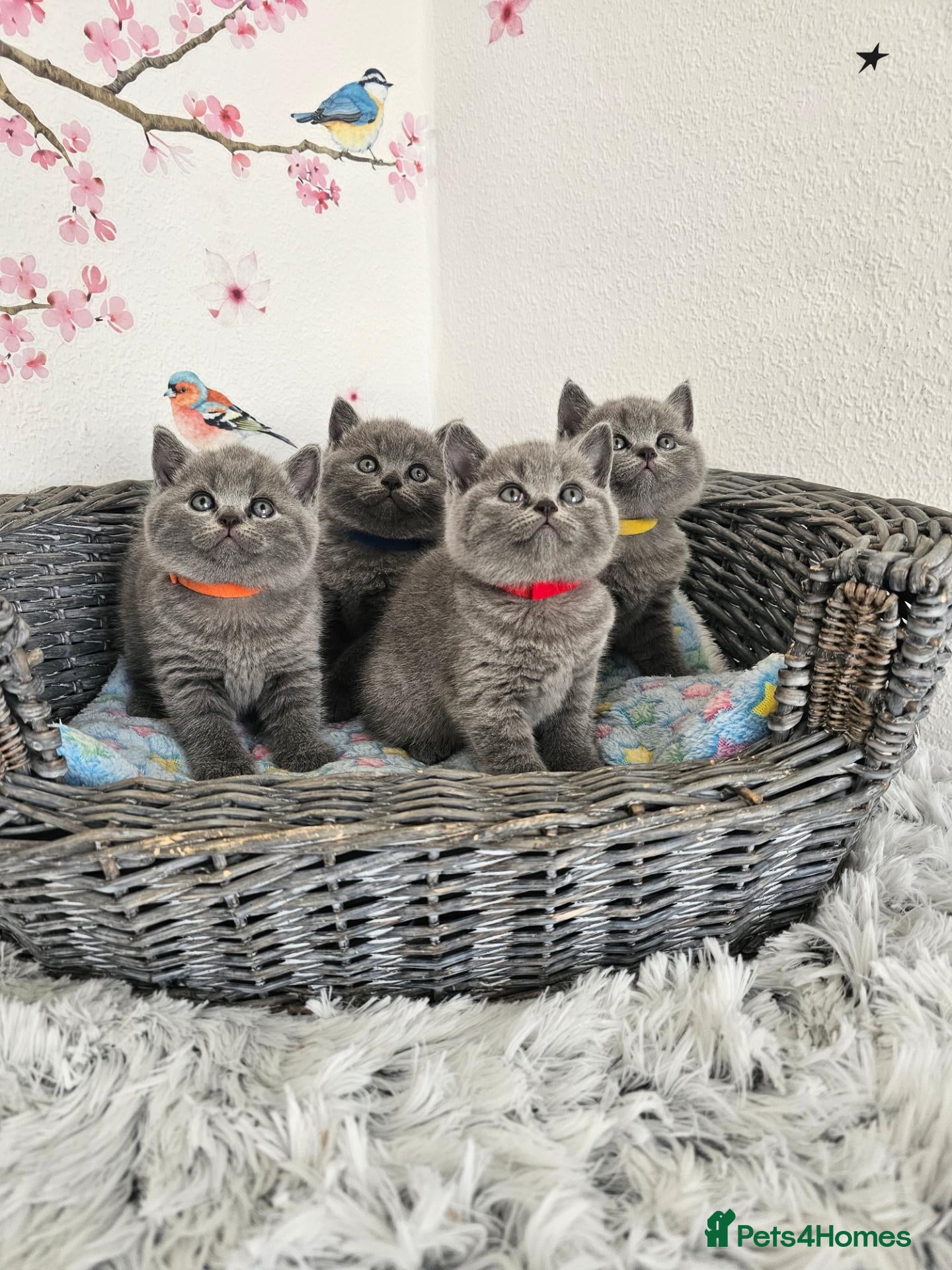 British Shorthair cats British Shorthair Kittens  - Advert 1