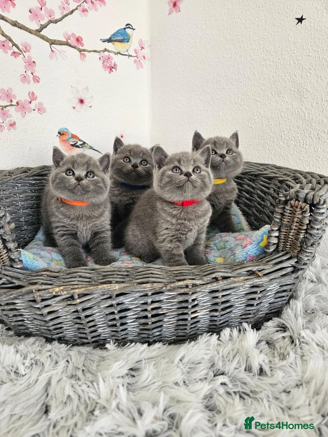 British Shorthair cats for sale: British Shorthair Kittens  - Advert 1