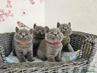 British Shorthair cats British Shorthair Kittens - Advert 1