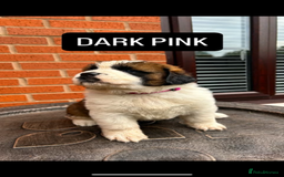 Saint Bernard dogs for sale: Stunning kc Saint Bernard puppies  - Image 11