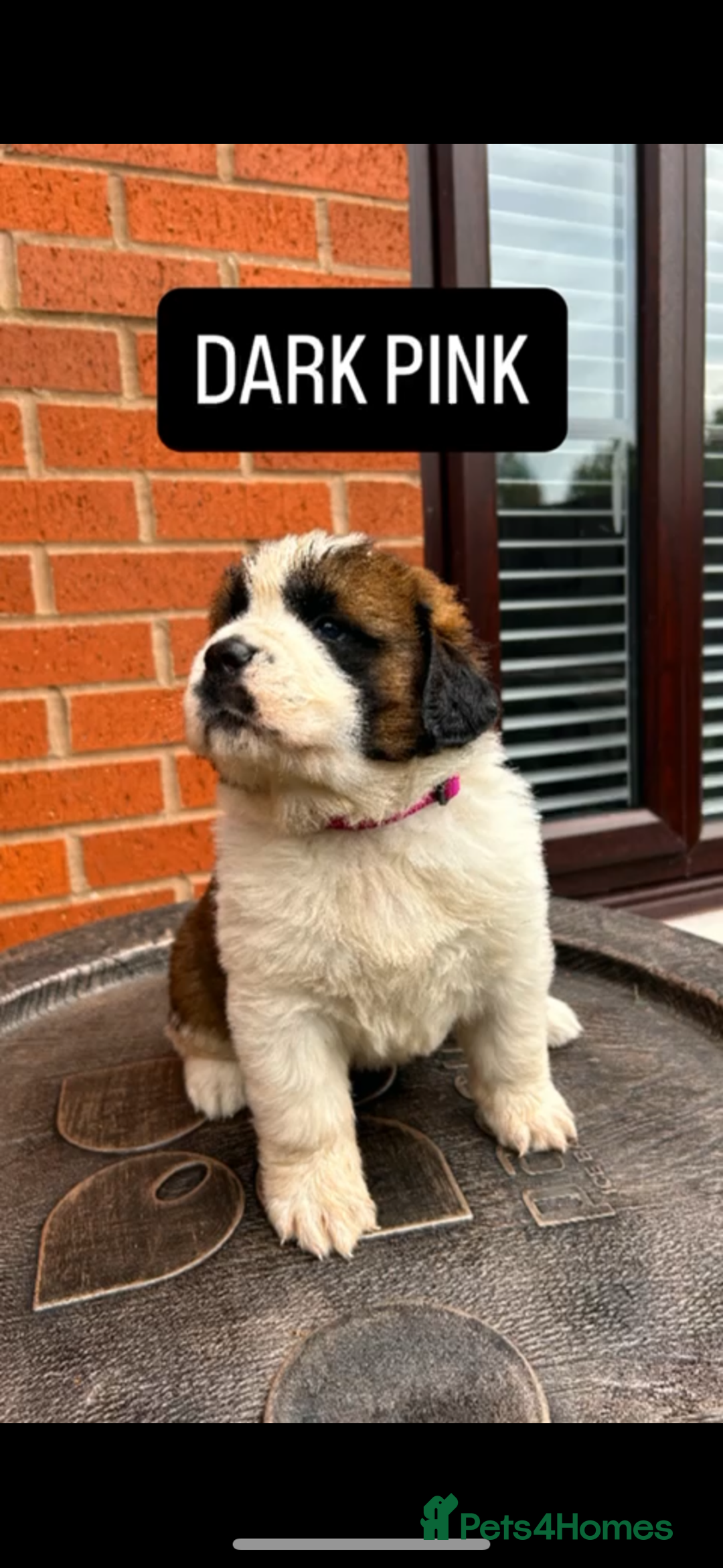 Saint Bernard dogs for sale: Stunning kc Saint Bernard puppies  - Image 11
