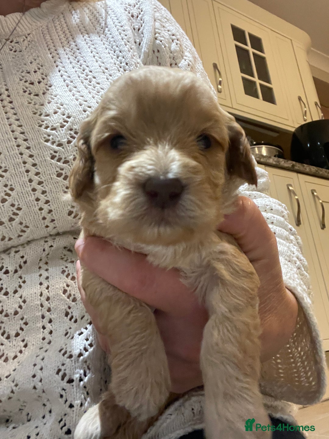 Cockapoo dogs for sale:  5⭐️ genetics F1b cockapoo apricot, chocolate - Image 22