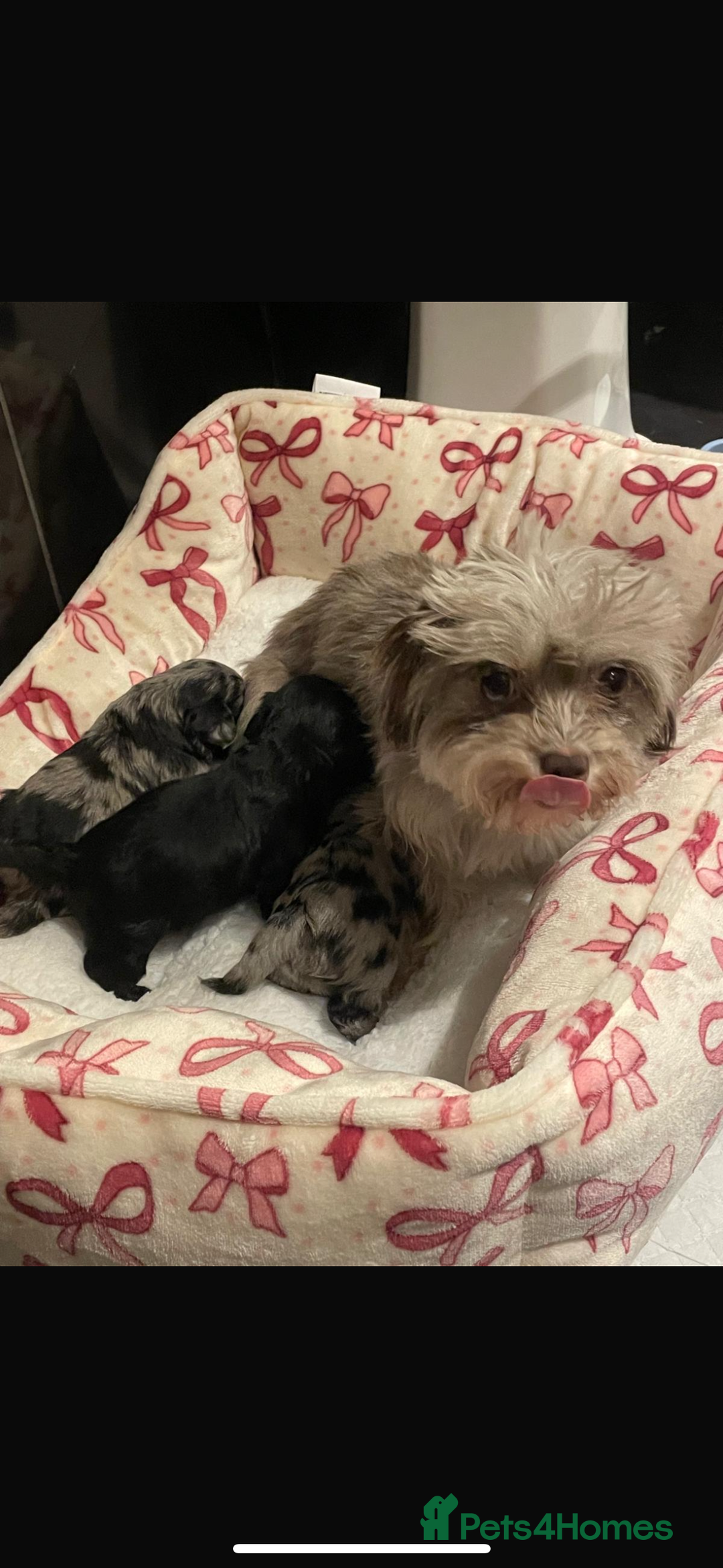 Maltipoo dogs for sale: Maltipoo rare merle colours  - Image 14