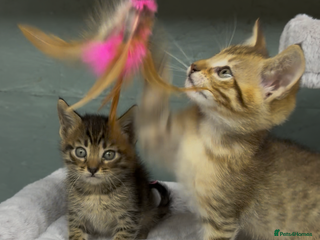 Maine Coon cats Mainecoon x - Advert 5