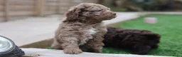 Cavapoo dogs for sale: F1 rare chocolate/choc Merle Cavapoo pups - Advert 16