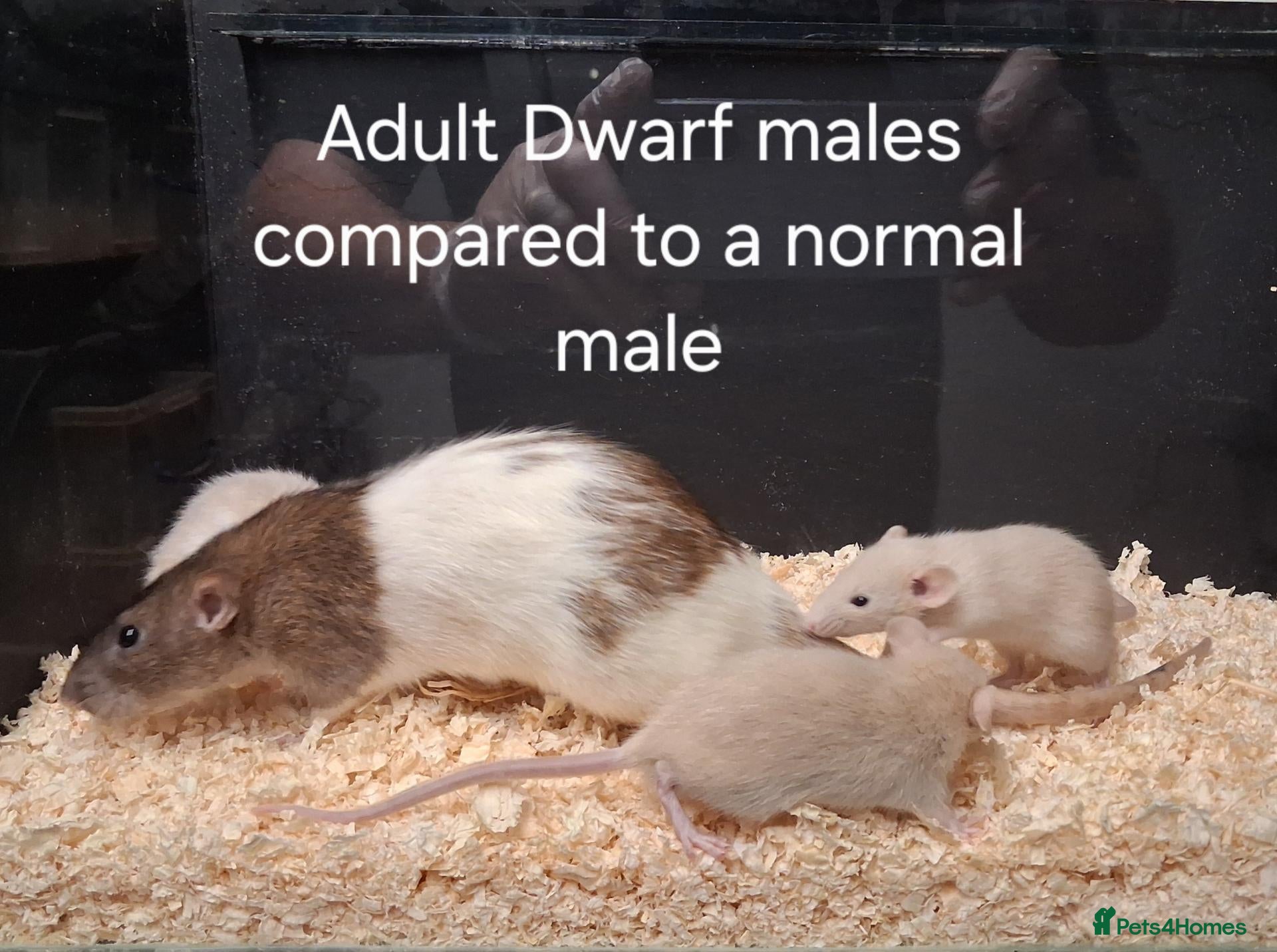 Rat rodents Baby Dumbo Rat's, various types  - Advert 2