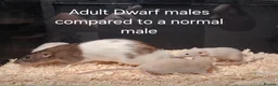 Rat rodents for sale: Baby Dumbo Rat's, various types  - Advert 2