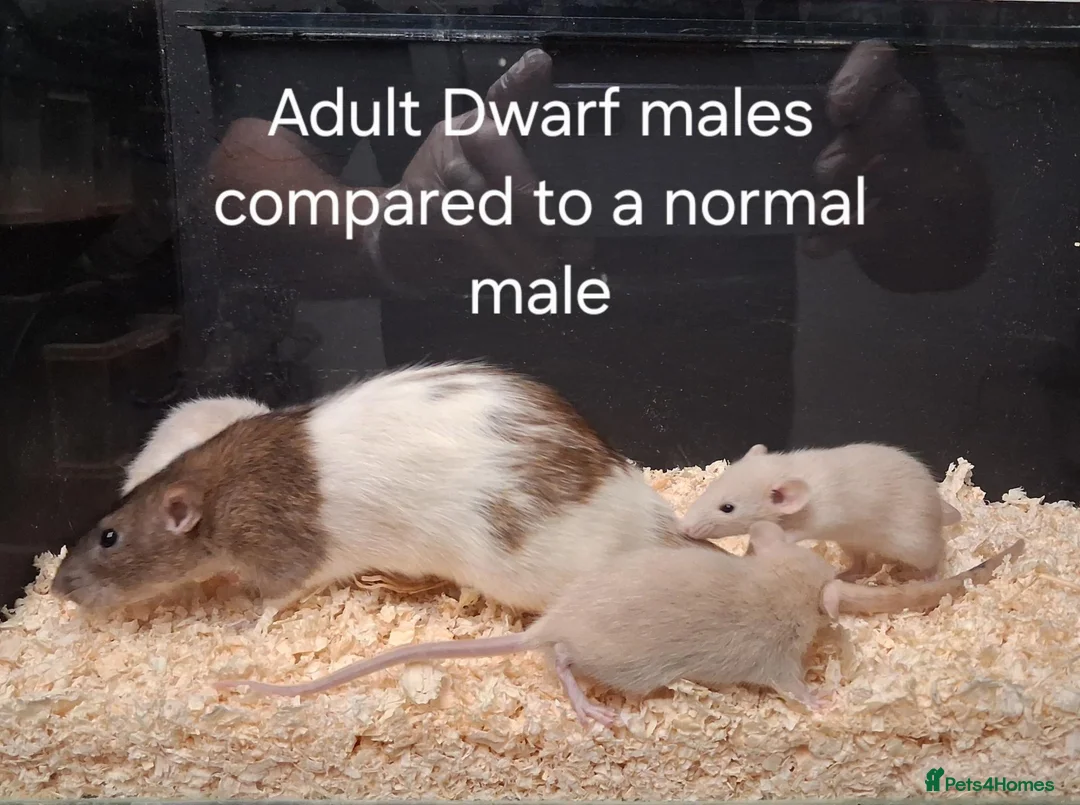 Rat rodents for sale: Baby Dumbo Rat's, various types  - Advert 2