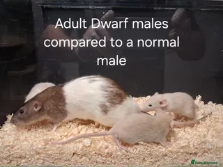 Rat rodents Baby Dumbo Rat's, various types - Advert 2