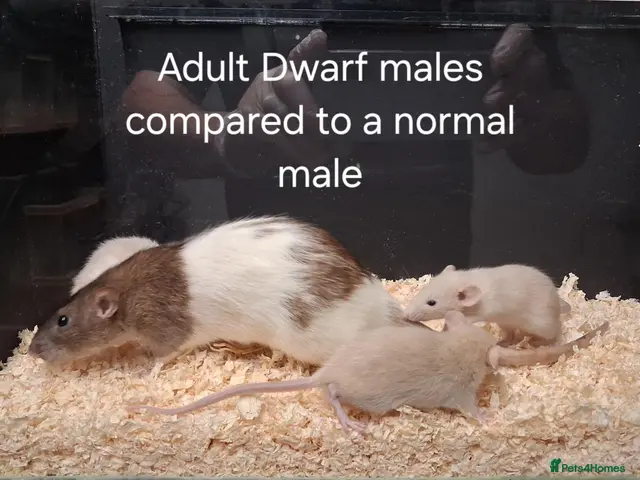 Rat rodents Baby Dumbo Rat's, various types - Advert 2