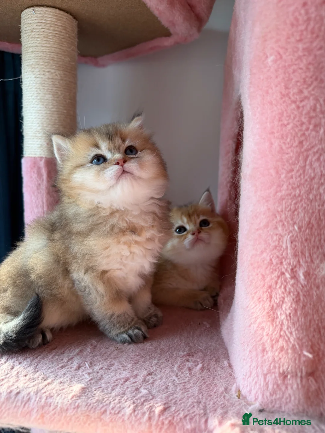 British Longhair cats for sale:  Golden shaded teddybear look british longhair  - Advert 2