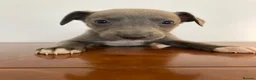 Whippet dogs for sale: Whippet puppies READY TO GO NOW  - Advert 6