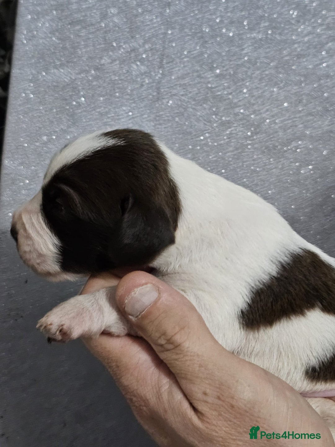 Mixed Breed dogs for sale: Cockapoo X puppies - Image 5