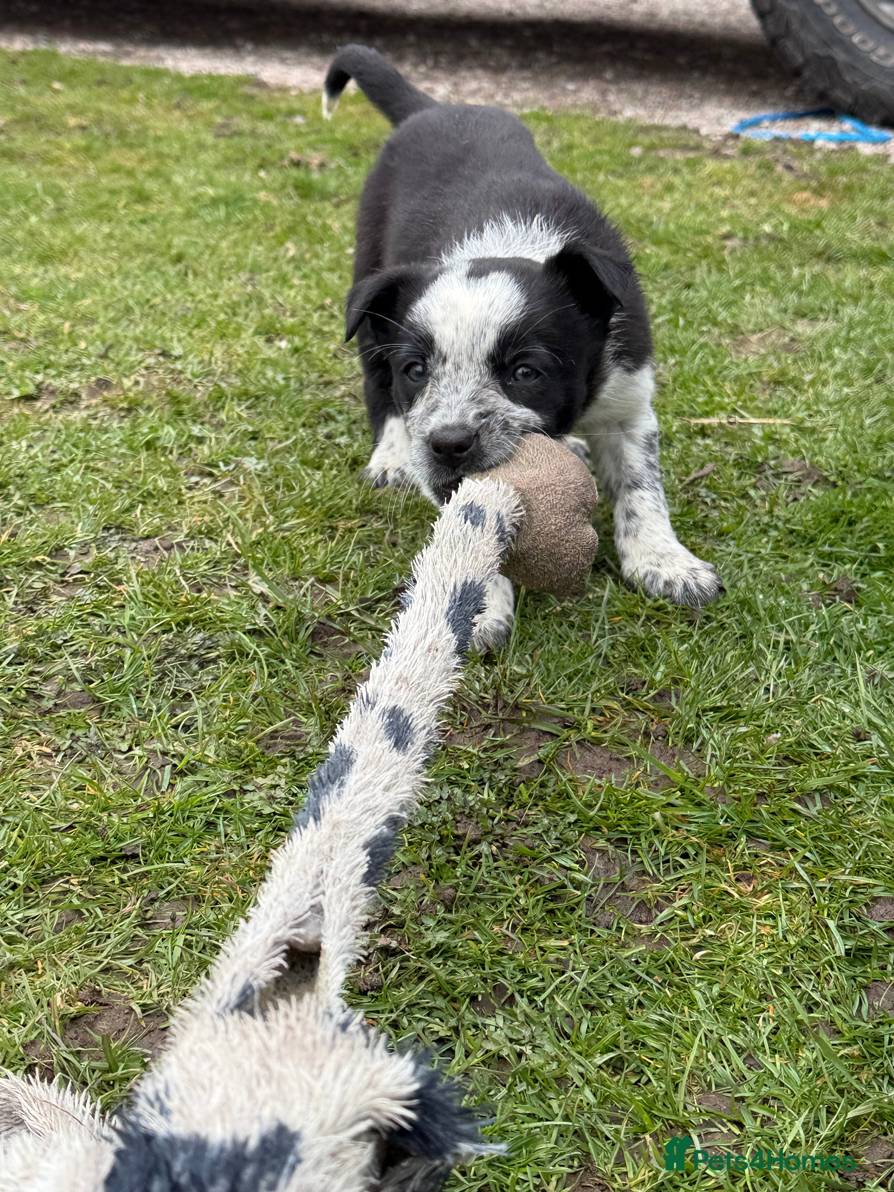 Border Collie dogs Border Collie Puppies  - Advert 2