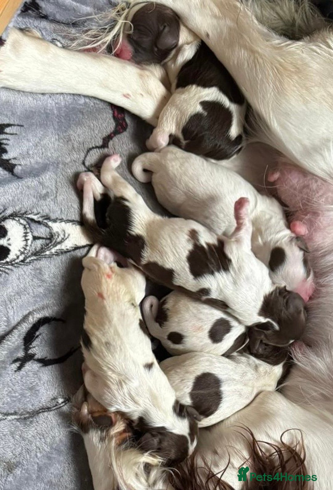 English Springer Spaniel dogs for stud: *KC registered* Gus available for stud in Pontefract - Advert 8