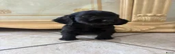 Cocker Spaniel dogs for sale: Beautiful show cocker spaniel puppies - Advert 2