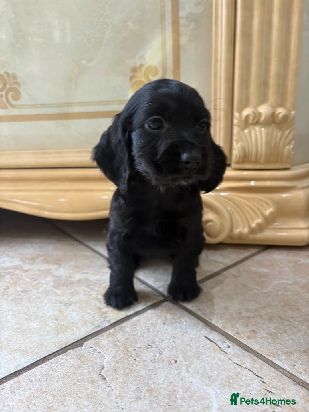 Cocker Spaniel dogs for sale: Beautiful show cocker spaniel puppies - Advert 2