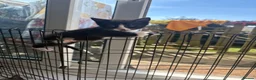 Mixed Breed cats for sale: Mixed Breed Kittens  in Wadebridge - Advert 1