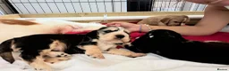 Cocker Spaniel dogs for sale: Stunning litter of show cocker puppies  in Kidwelly - Advert 26