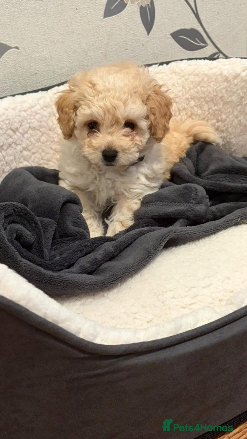 Cavapoo dogs F1 poochon Health tested parents 🐶 - Advert 18