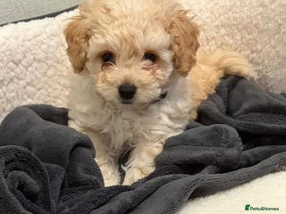 Cavapoo dogs F1 poochon Health tested parents 🐶 - Advert 18