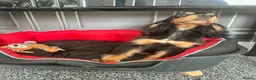 Cocker Spaniel dogs for sale: Show cocker spaniels fully vaccinated  - Advert 4