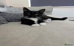 Domestic Shorthair cats for sale: Black and white tuxedo kitten for sale - Image 2