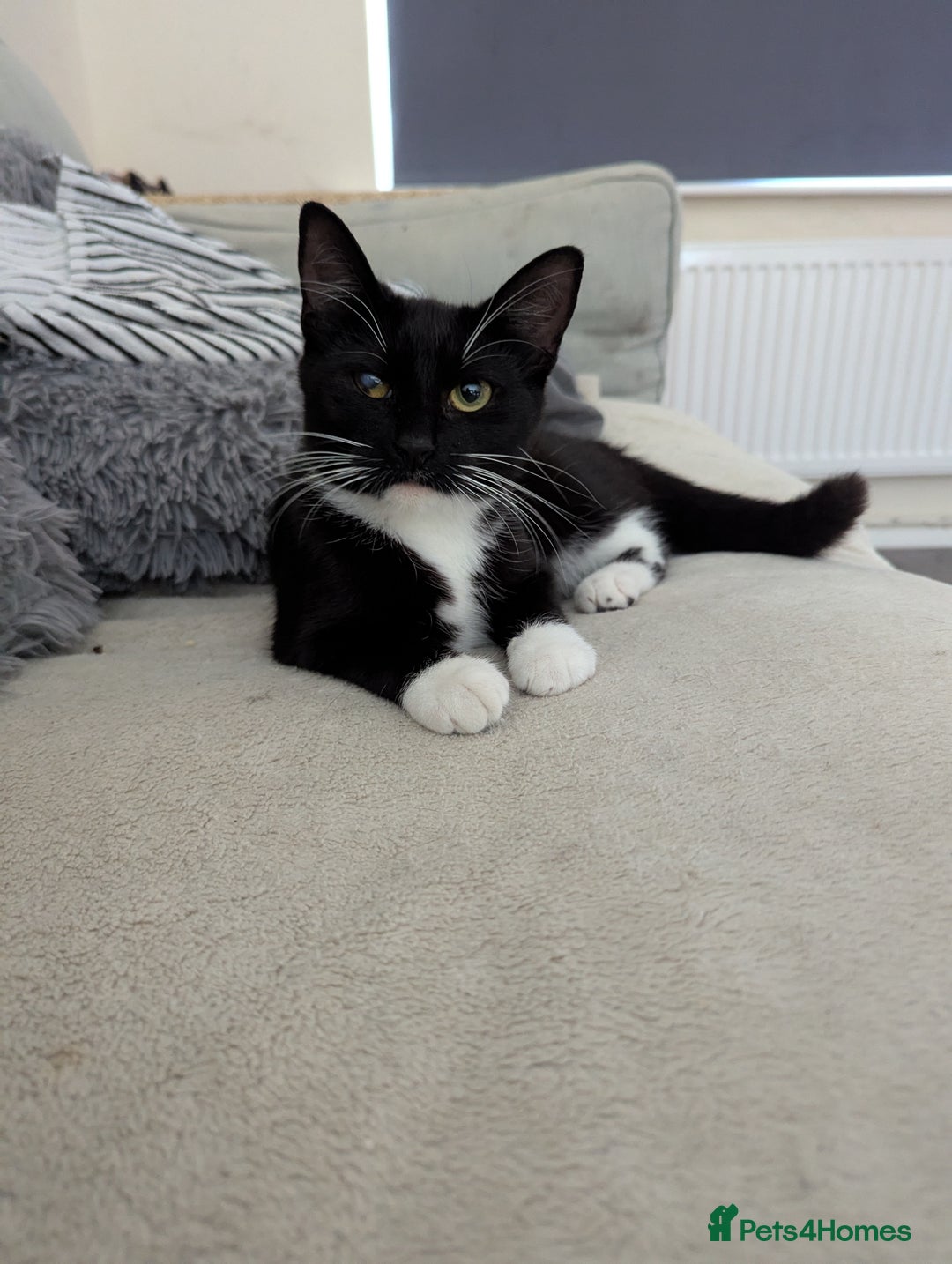 Domestic Shorthair cats for sale: Black and white tuxedo kitten for sale - Image 2