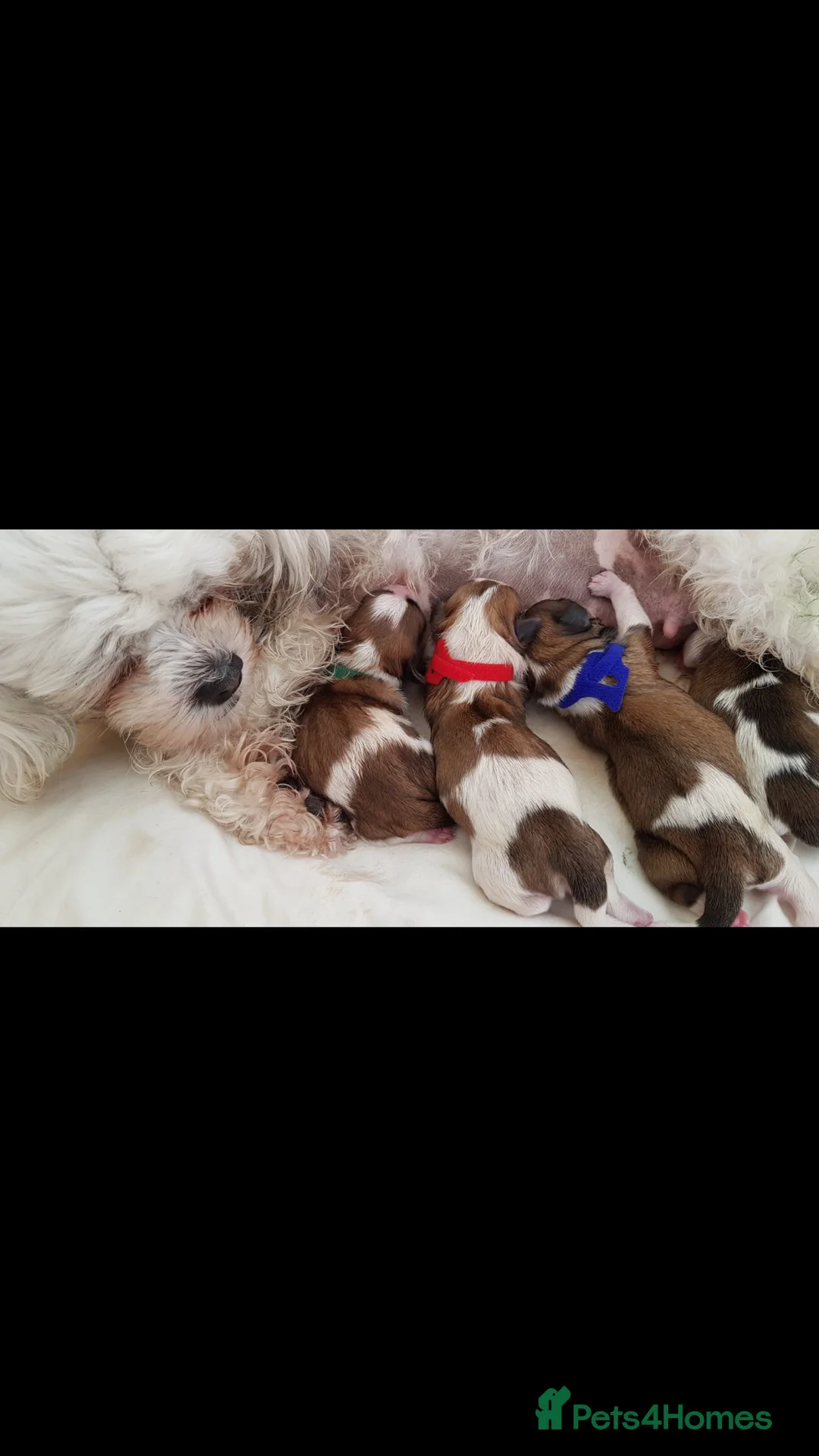 Shih Tzu dogs for stud: Stud dog in Bridgend - Advert 4
