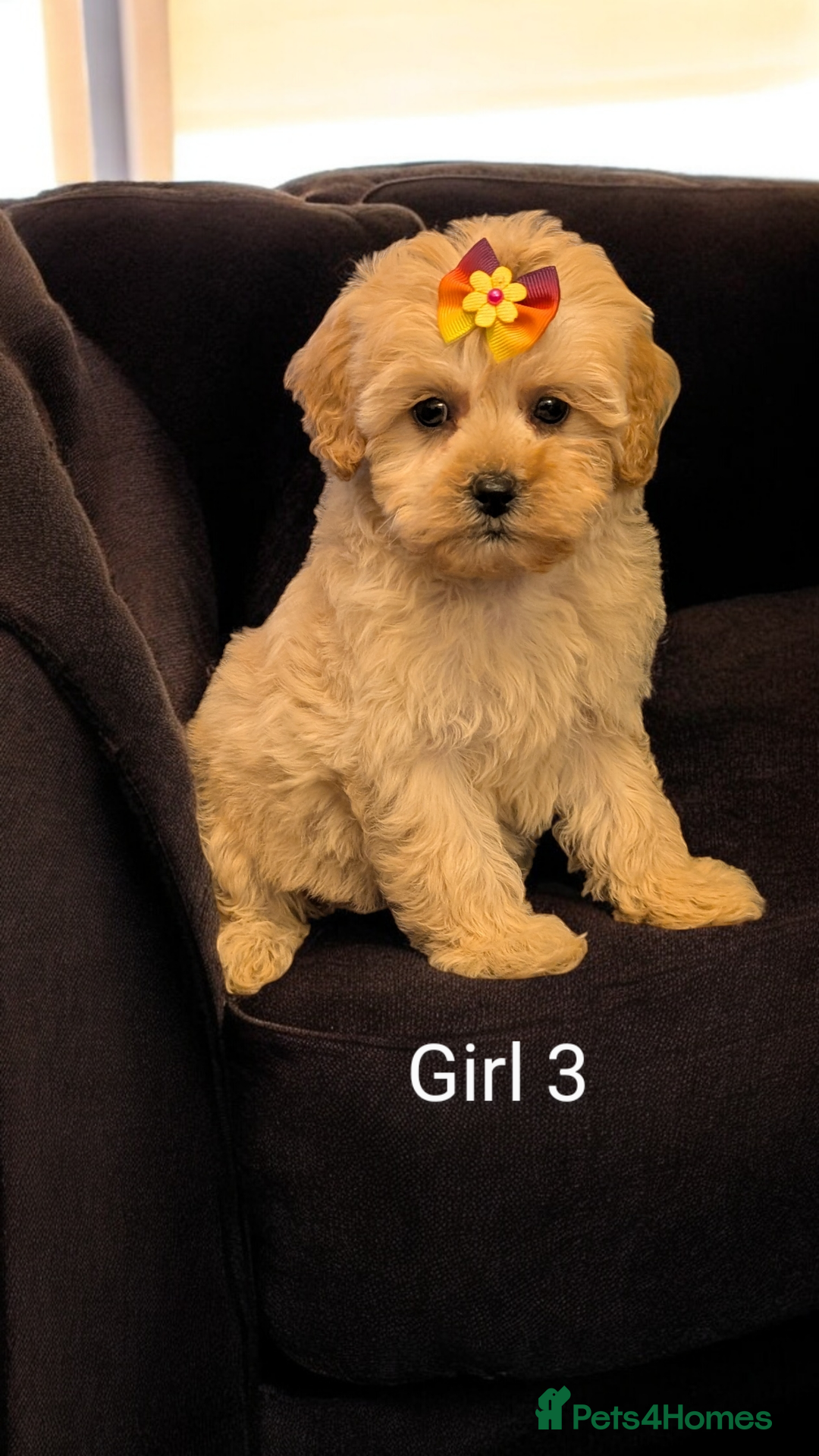 Shihpoo dogs for sale: Stunning Toy Shihpoos puppies  - Advert 8